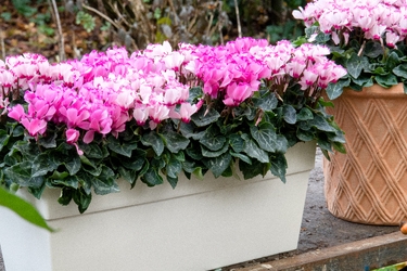 Cyclamen Verano Variety Thumbnail.jpg